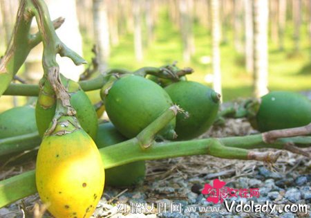 槟榔在生活中的养生妙用及生槟榔的吃法