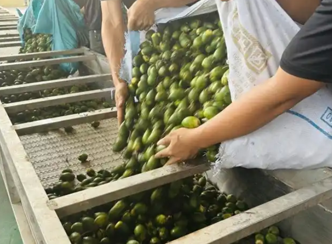 槟榔产业